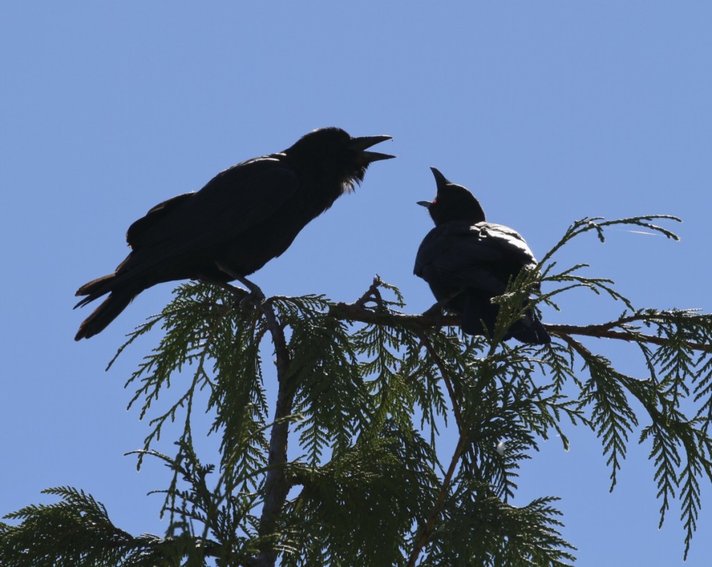 Birds & Animals-Mom and Baby Crow-2012 @ Karen Pratt Photography