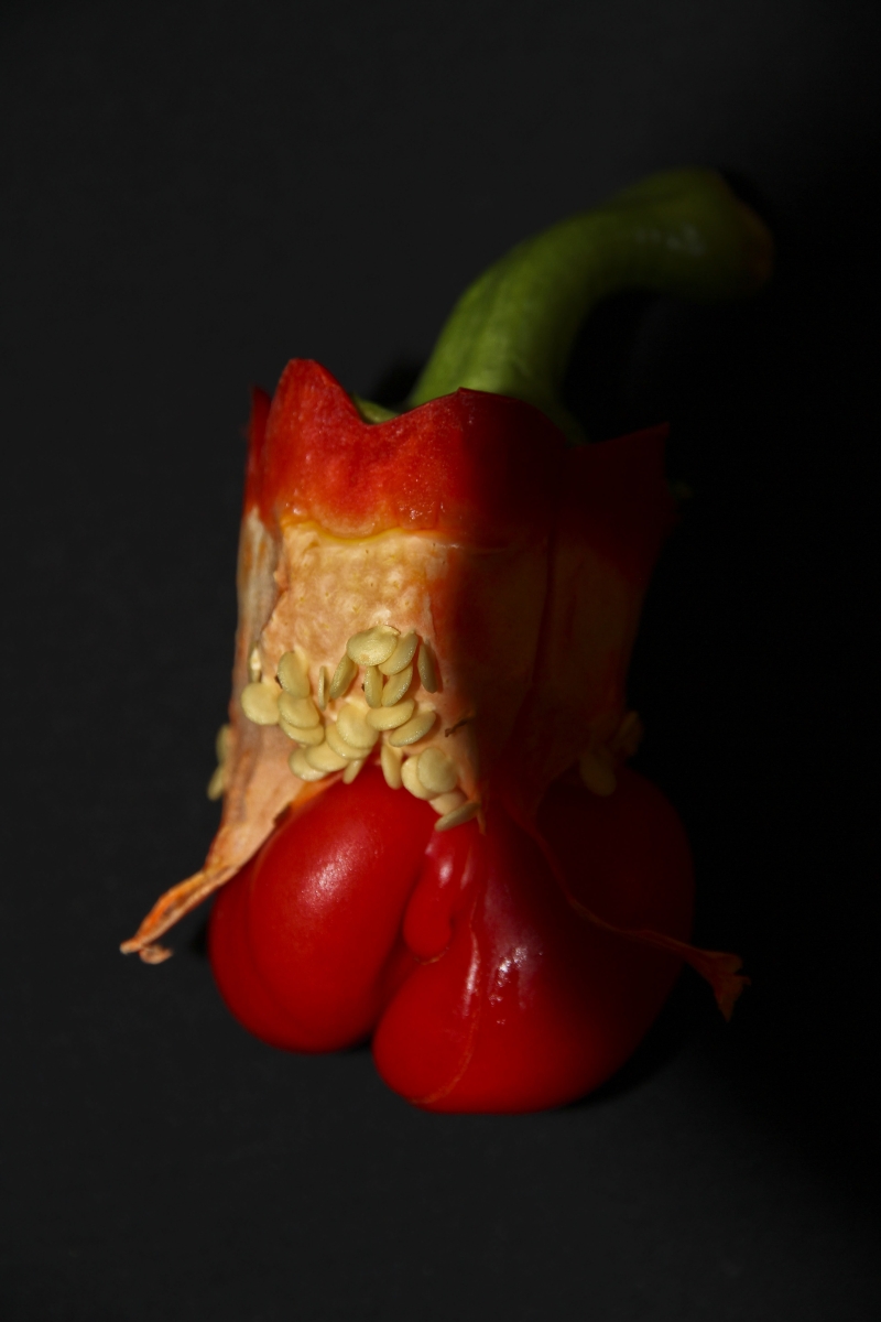 ObjectsRed pepper babies2010 Karen Pratt Photography